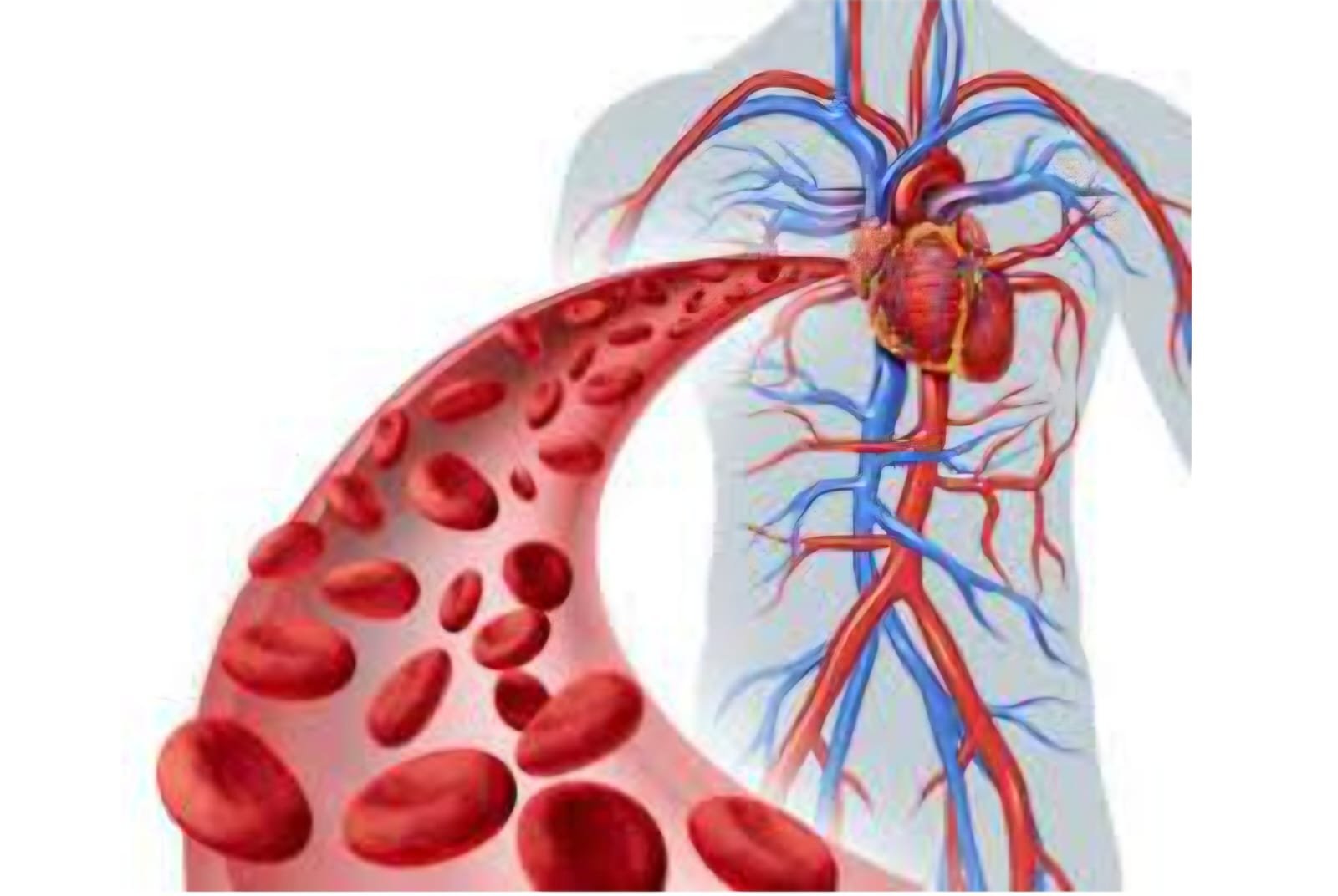 Sistema circulatorio humano — educación cardiovascular